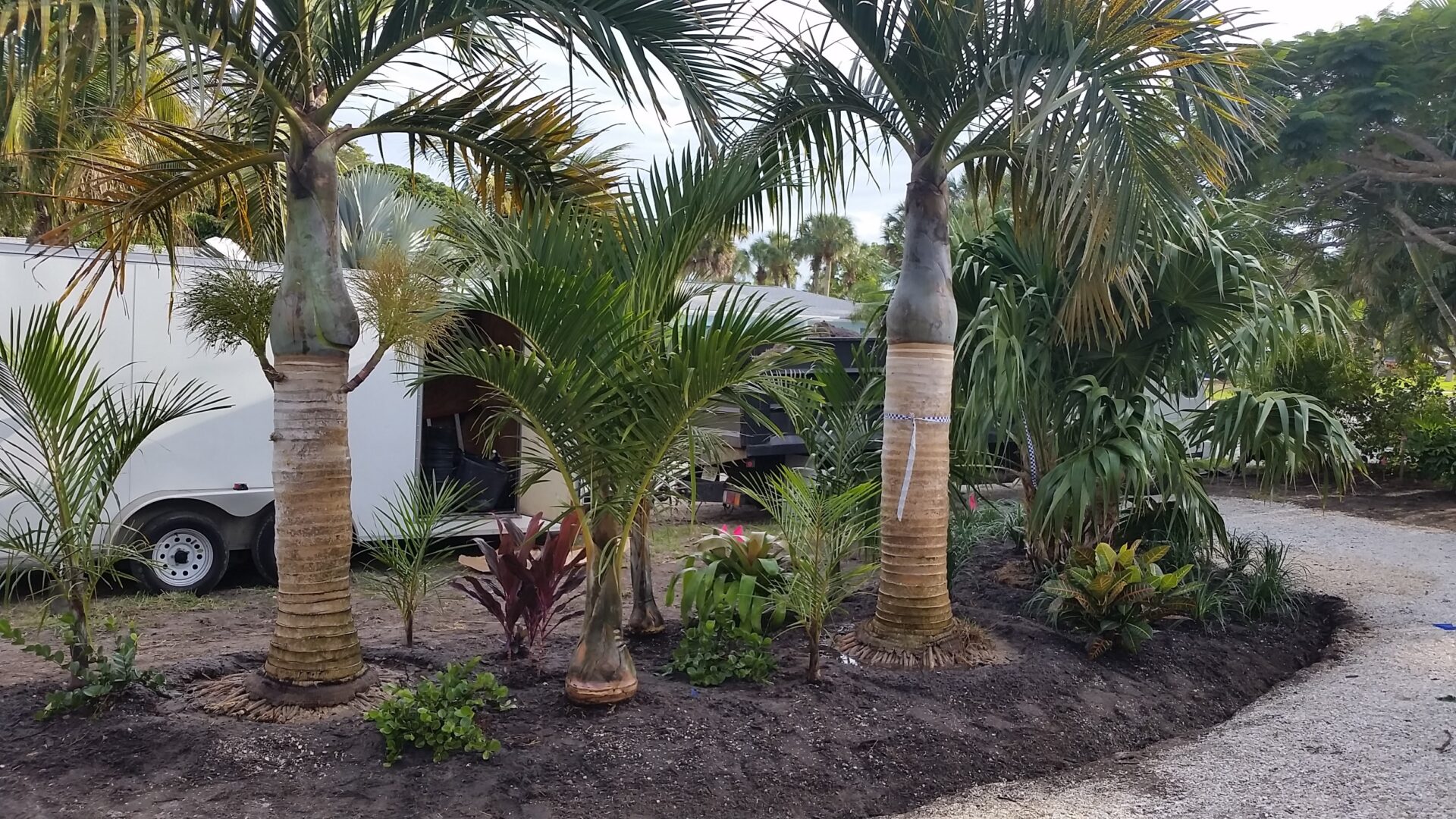 A couple of palm trees in the middle of some dirt.