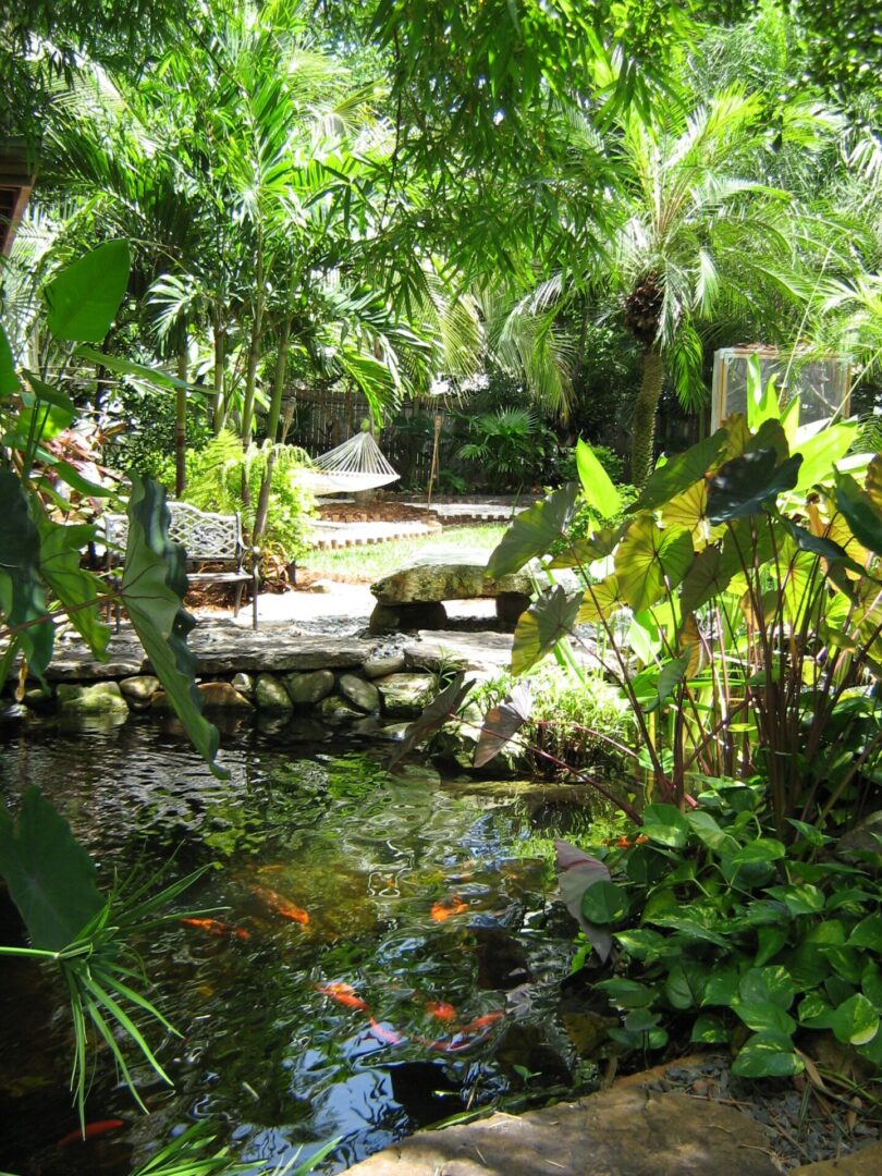 A pond with fish in it surrounded by trees.