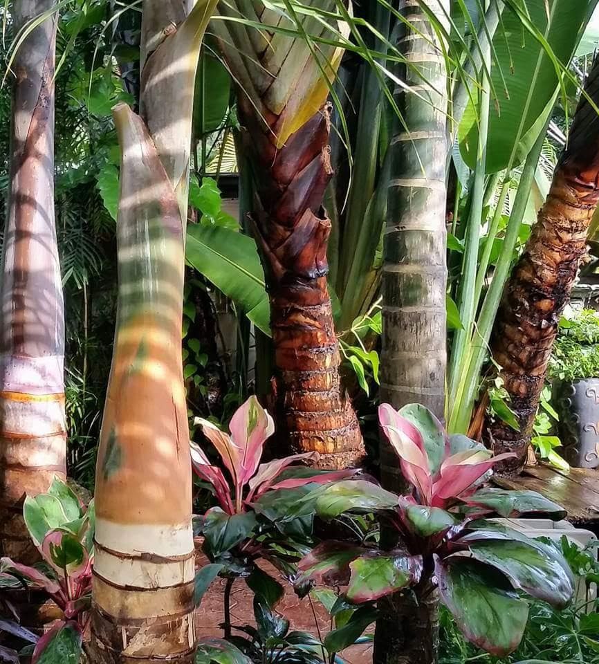 A group of trees with different colors and patterns.