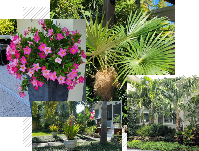 A collage of different plants and trees